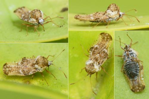Corythauma ayyari